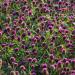 Globe Amaranth Purple Flowers