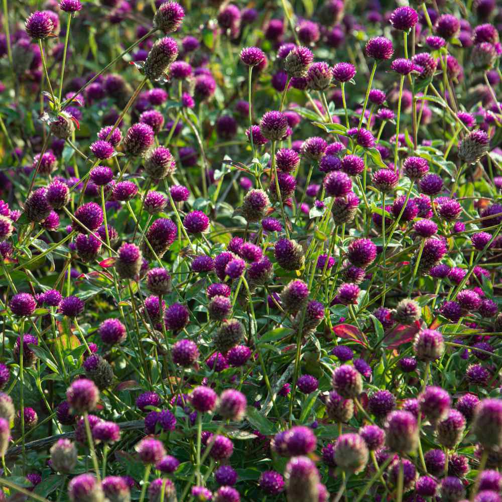Gomphrena Seeds Purple Globe Amaranth Flower Seed