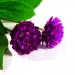 Gomphrena Purple Flower