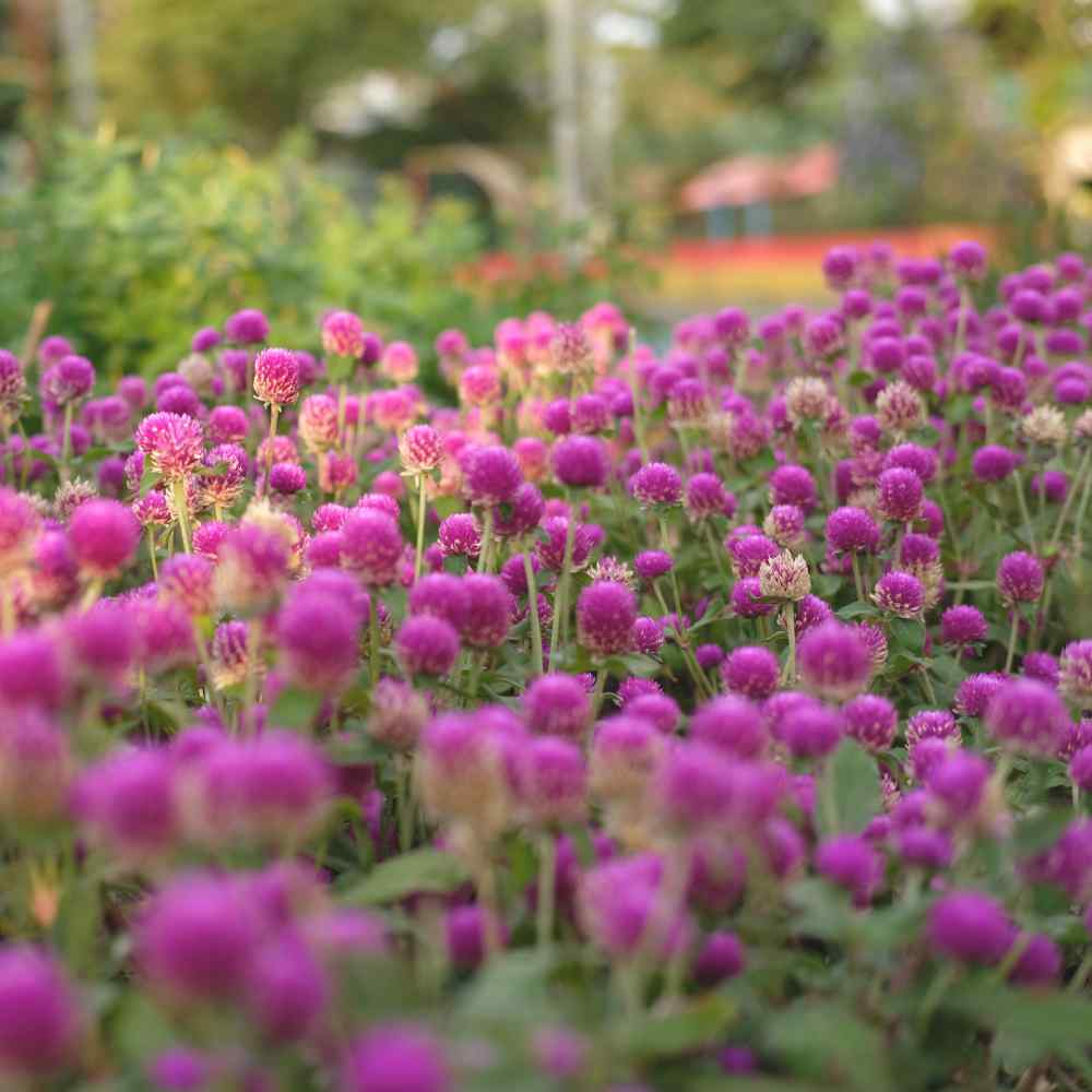 Gomphrena Seed Rose Gomphrena Globosa Flower Seeds