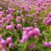 Gomphrena Globosa Rose Flower Garden