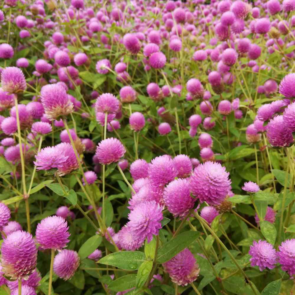 Gomphrena (Globe Amaranth) - Fuchsia - Dried Flowers Forever