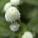 Gomphrena White Flowering Plants