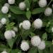 White Gomphrena Flower Garden