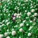 white gomphrena flowers