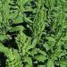 Amaranthus Green Thumb Flowering Plant