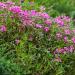 Pereninal Gypsophila Rose Flowers