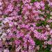 Gypsophila Elegans Crimson Flowers