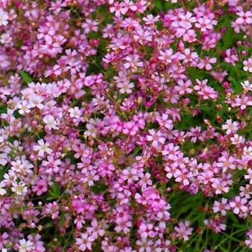 Pink Baby's Breath Seeds - Perennial Flower Seeds