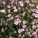 Gypsophila Elegans Rosea Flowers