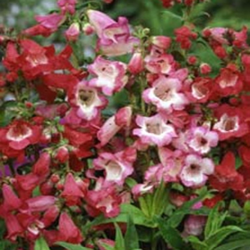 Penstemon Hartwegii
