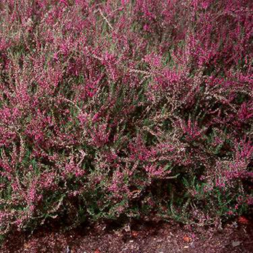 Calluna Vulgaris Heather