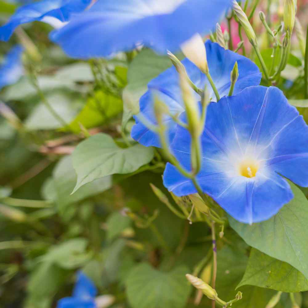 Ipomoea violacea "Heavenly Blue" Morning Glory Seeds 