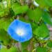 Heavenly Blue Morning Glory Plant