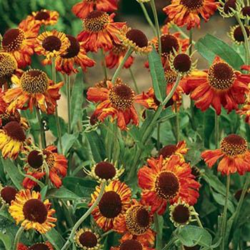 Helenium Flower Seed