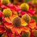 Helenium Flower Seed