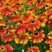 Helenium Autumnale Flowers