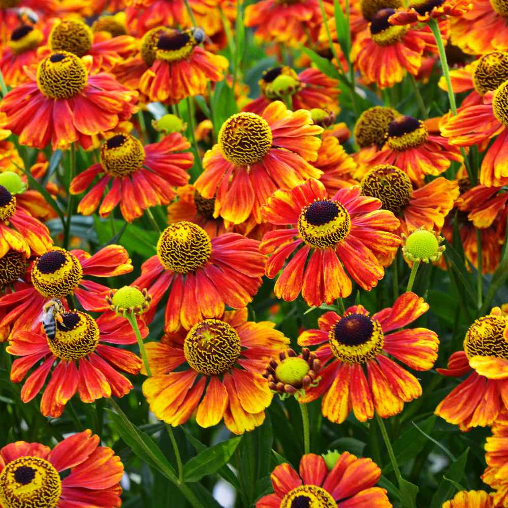 Outsidepride Sneezeweed Autumnale