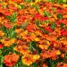 Helenium Flowers