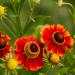 Sneezeweed Flower Seed