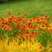 Helenium Flower Garden