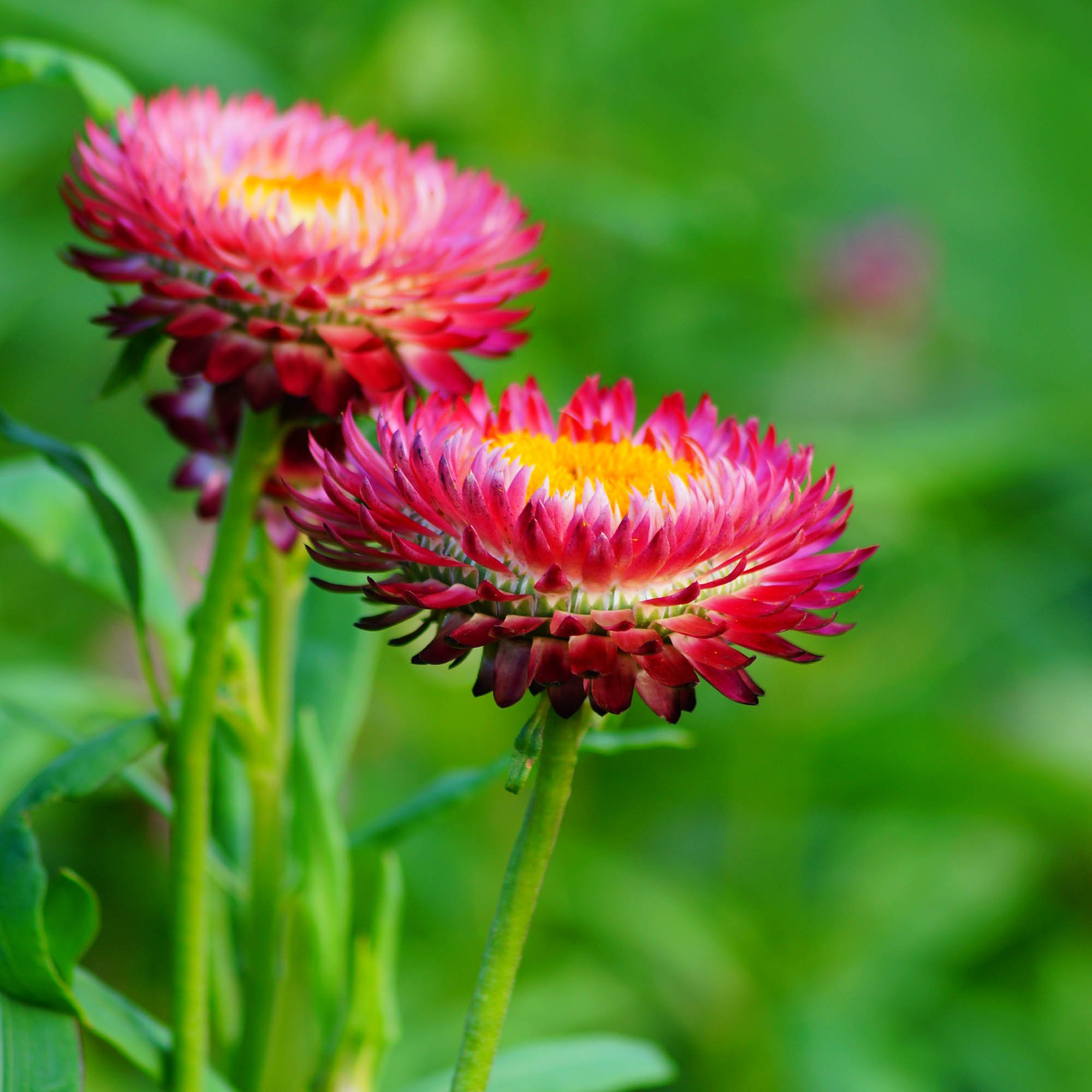 Strawflowers: Easy to Grow, Useful and Pretty