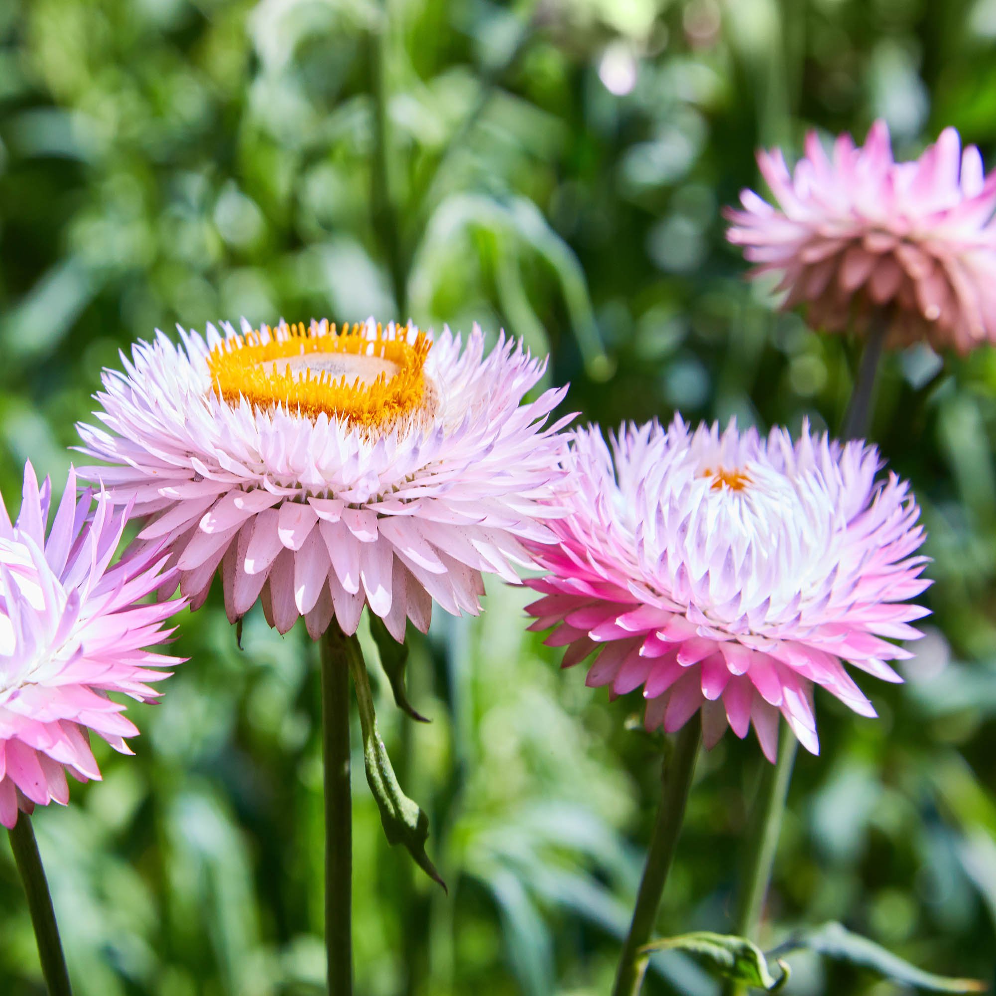 Helichrysum Bracteatum Rose Flowers