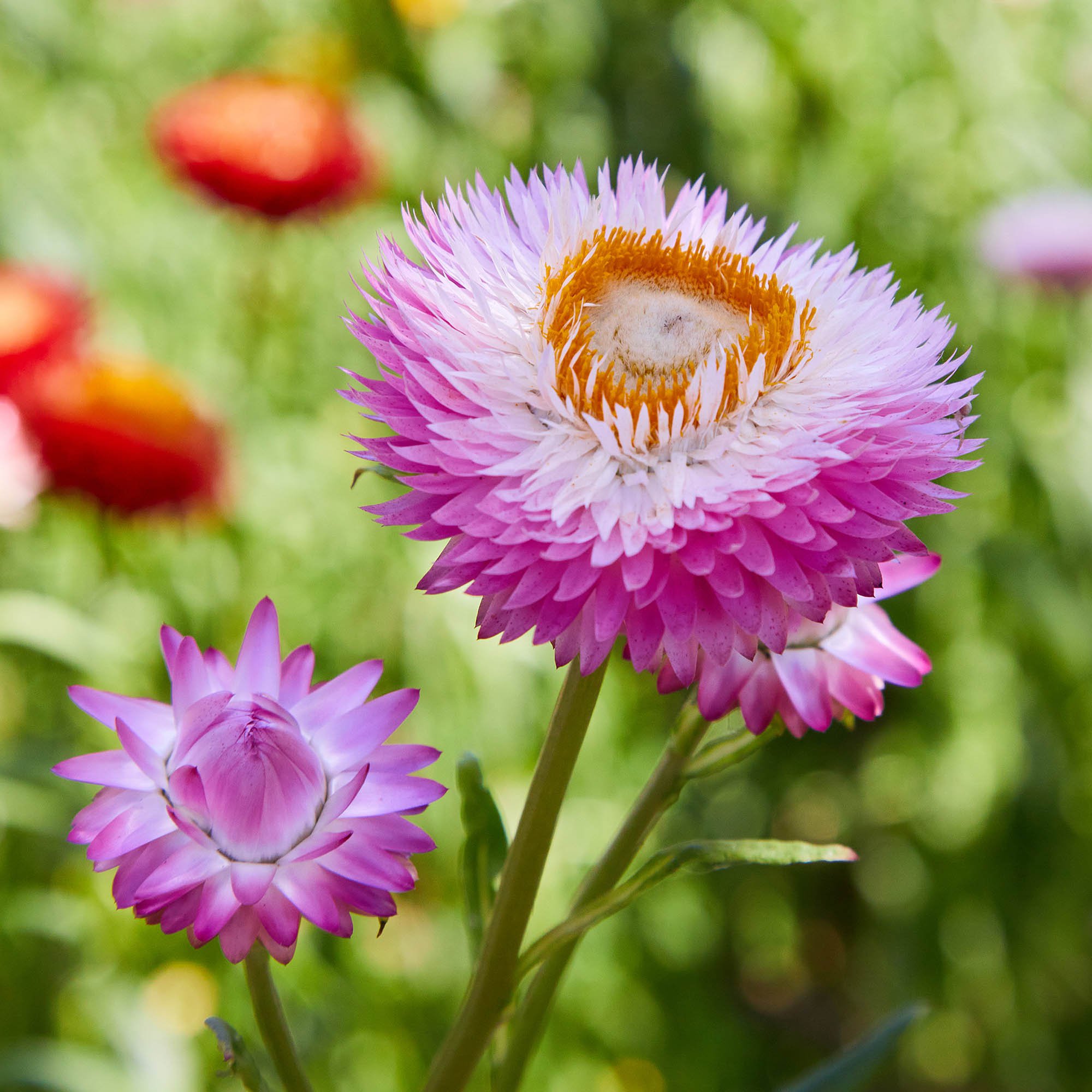 Strawflowers (Helichrysum) - Dark Pink - Dried Flowers - DIY