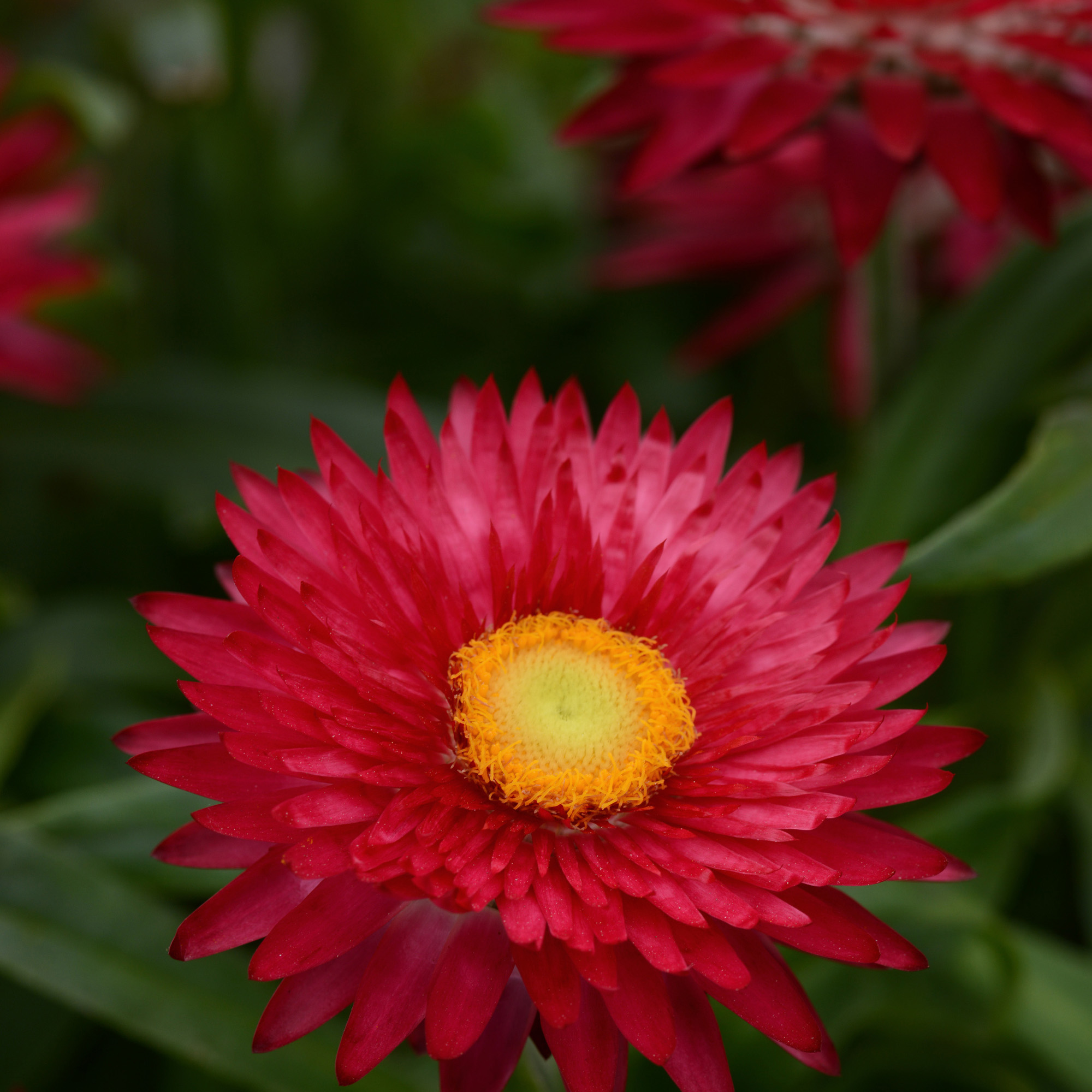 Helichrysum Bracteatum Scarlet Flowers