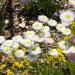 Helichrysum Bracteatum White Flowers