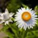 Annual Helichrysum White Flowers