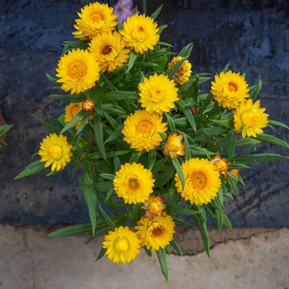 Strawflower Yellow Garden