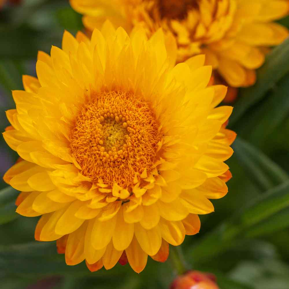 A strawflower by any other name