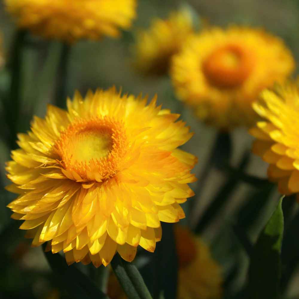 Helichrysum Yellow Flowers