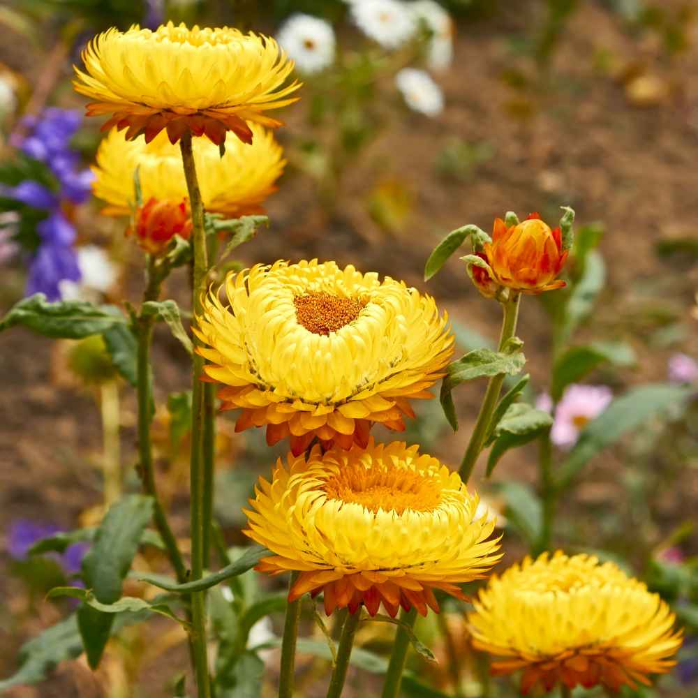 Helichrysum Yellow Flower Garden