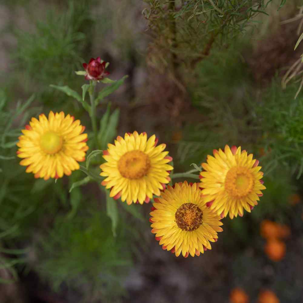 Strawflower Yellow