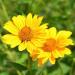 Heliopsis Scabra Yellow