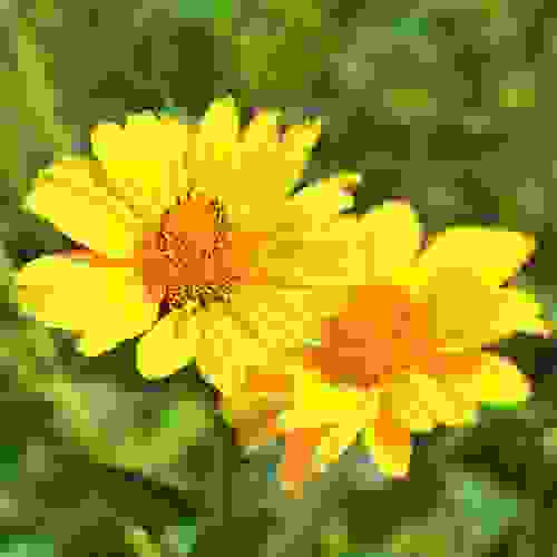 Heliopsis Scabra Yellow