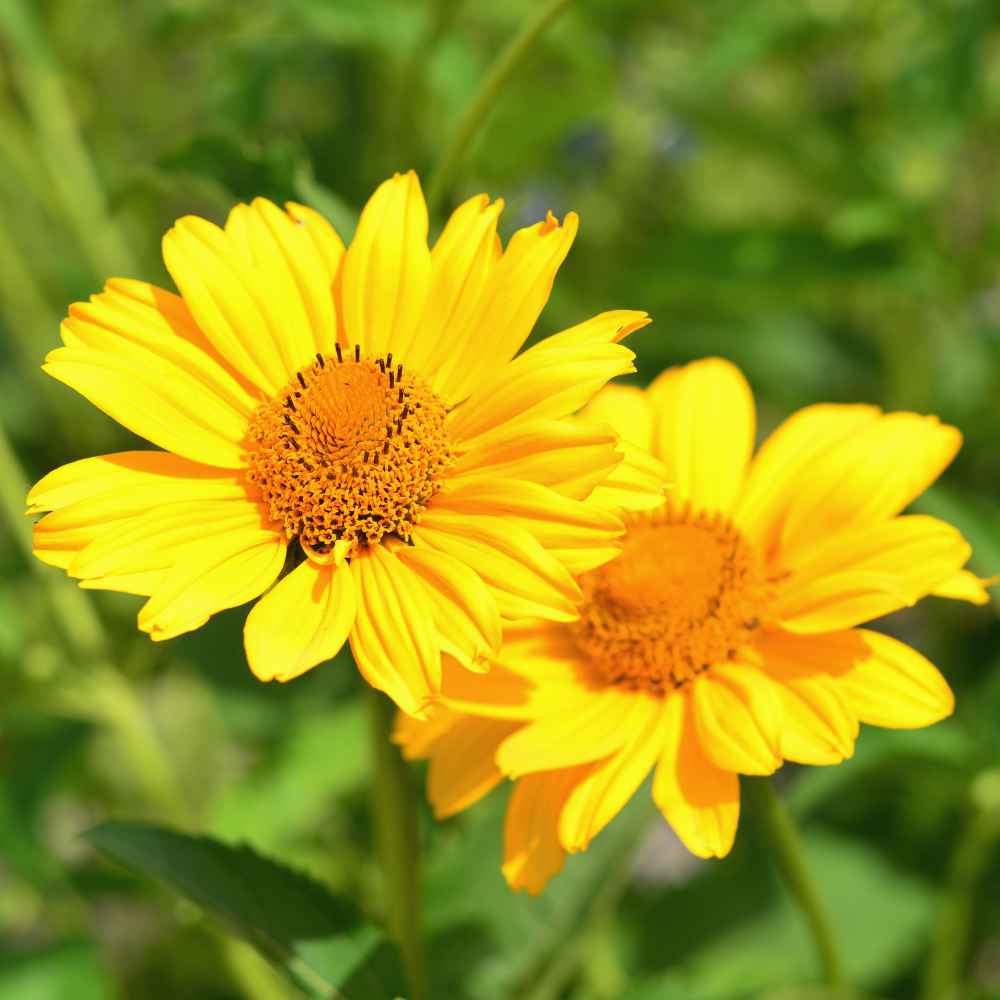 Heliopsis Seeds | Summer Sun