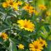 Heliopsis Summer Sun