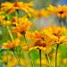 Heliopsis Flowers