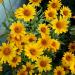 Heliopsis Yellow Flowers