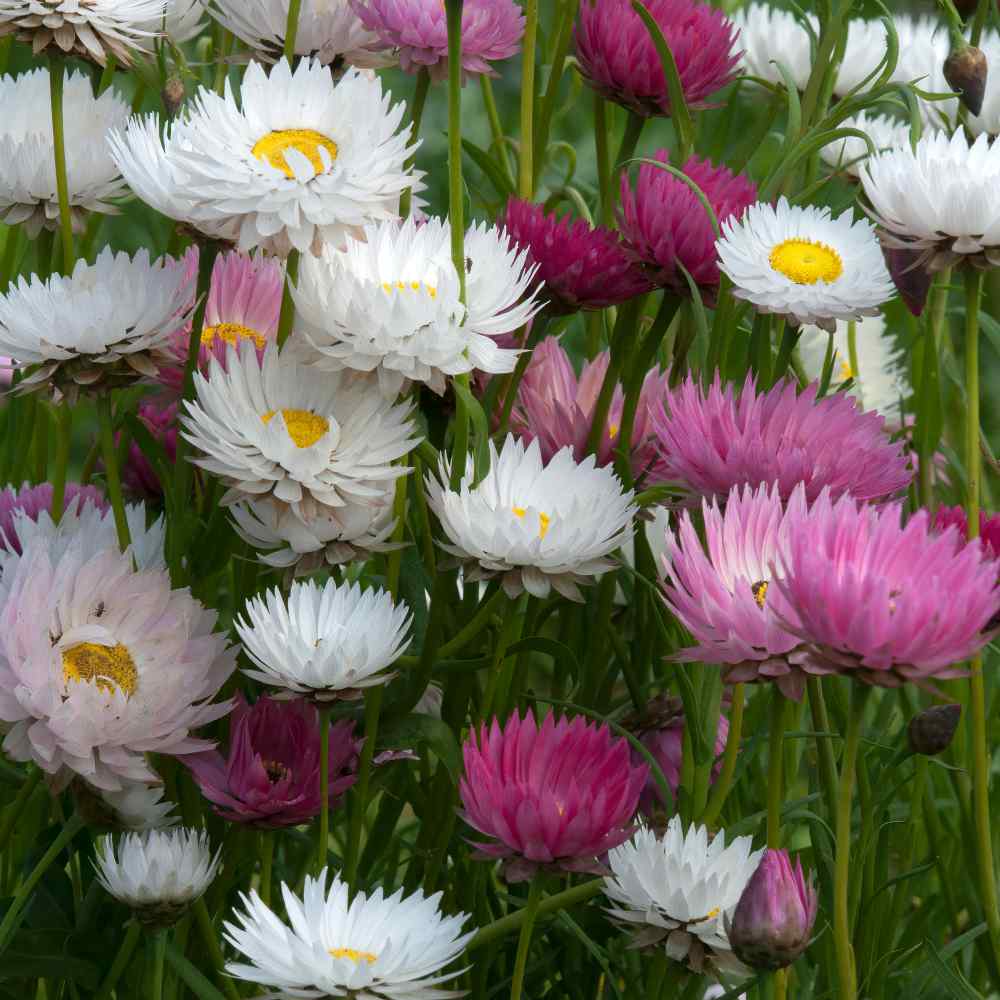 Helipterum Flower Mix