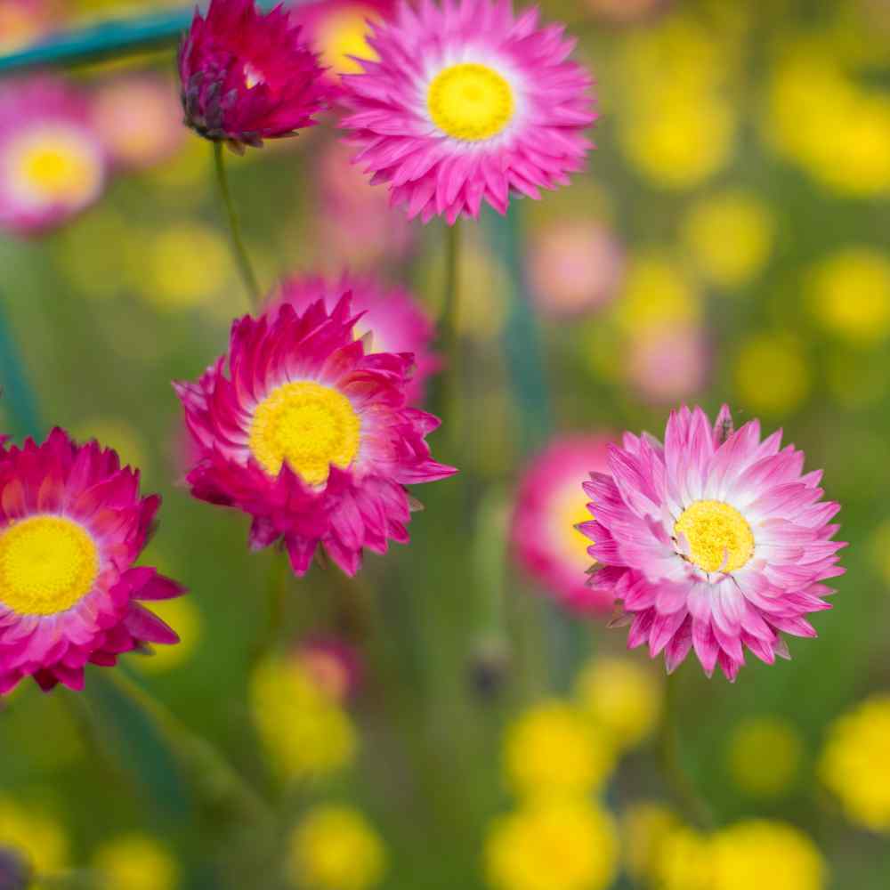 Helipterum Rose Flowers