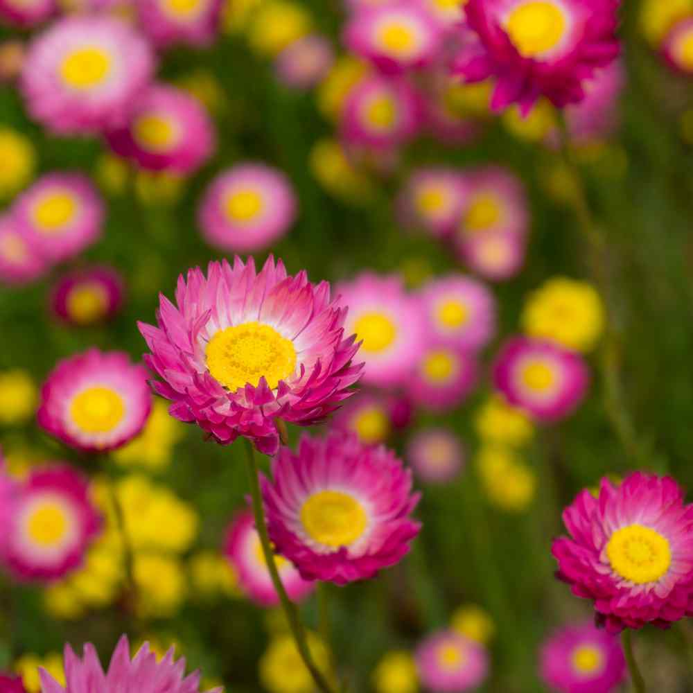 Paper Daisy Rose Flowers