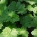 Heuchera Americana Dale's Strain Plants