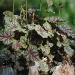 Heuchera Dale's Strain Coral Bells