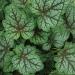 Heuchera Dale's Strain Foliage Plant