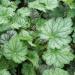 Perennial Heuchera Dale's Strain