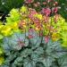 Perennial Heuchera Dale's Strain Garden Plant